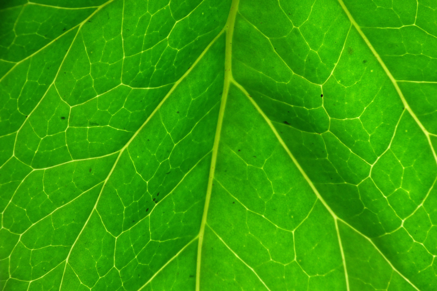Leaf, Green Leaf, Plant, Plant Green, Green, Backlight